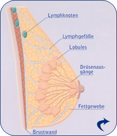 Brustaufbau und Lymphknoten