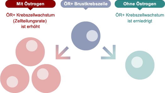 Wie Zellen auf 
		Östrogen reagieren