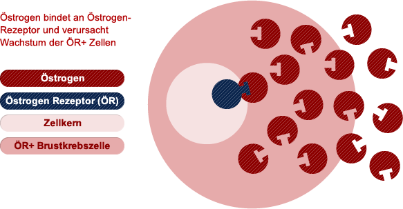 Wo Östrogen an der Zelle bindet